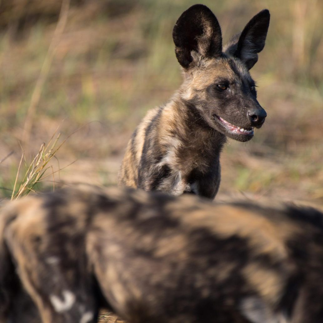 Your Luxury Zambia Safari – WildEarth Travel
