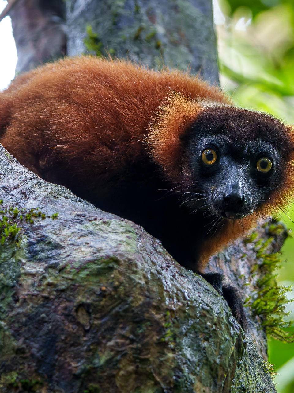 The Madagascar Safari – WildEarth Travel